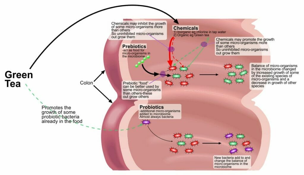 does green tea have probiotidx-diagram of the mechanism of action